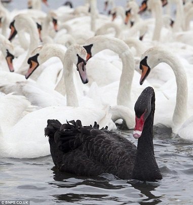 Black Swan.jpg